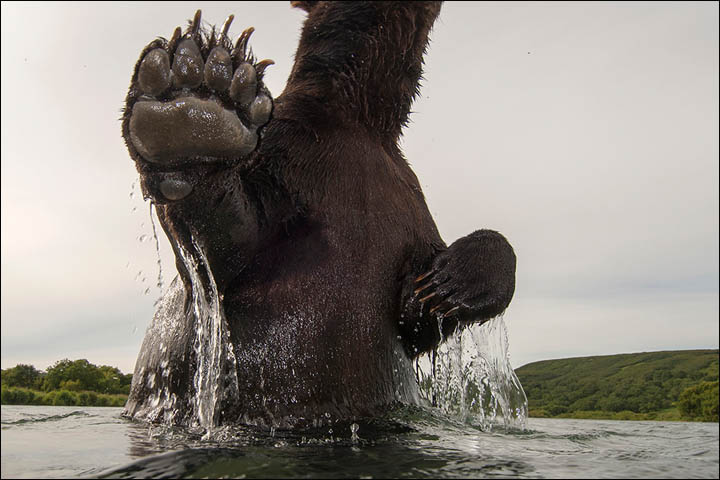 Sergey Gorshkov wildlife photography