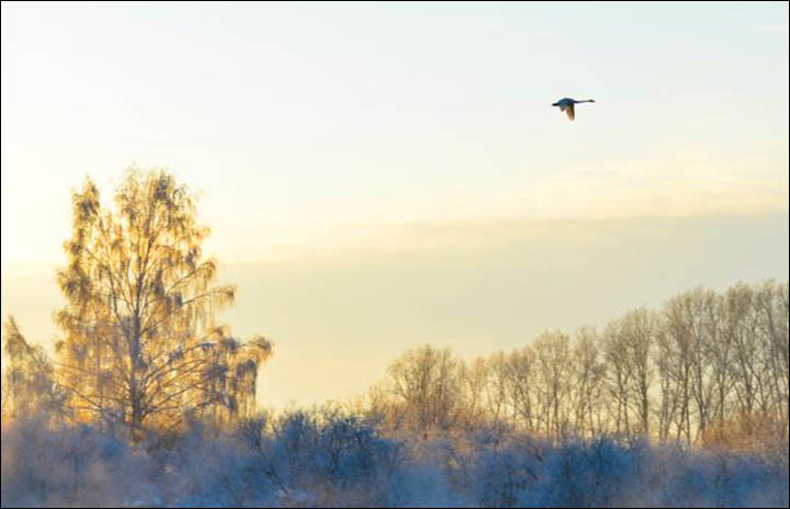 Swan lake Siberia