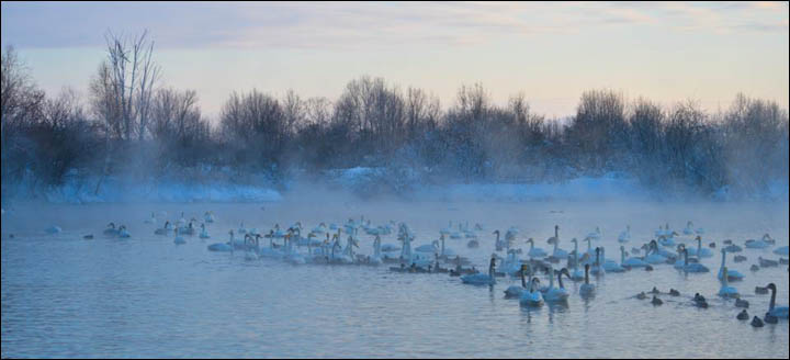Swan Lake Siberia