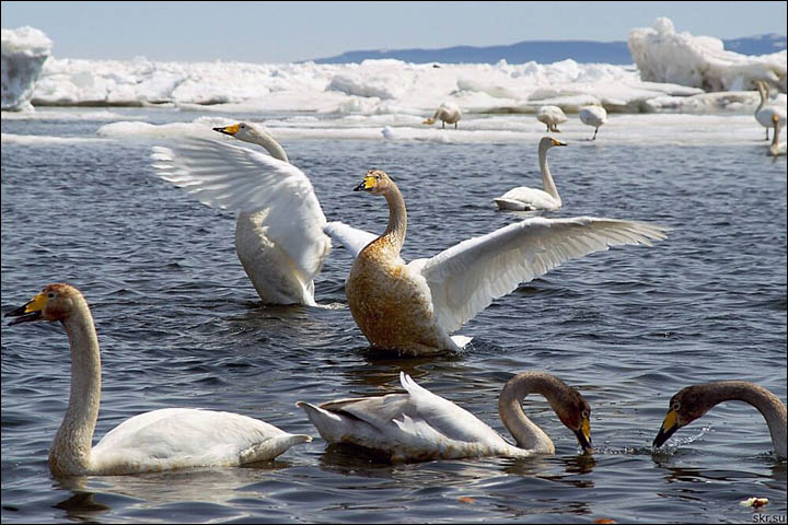 Sakhalin swans
