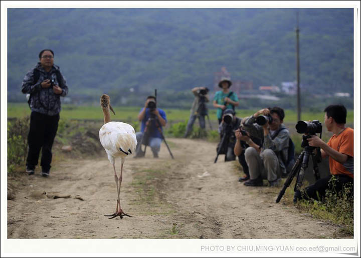 Siberian crane in Taiwan