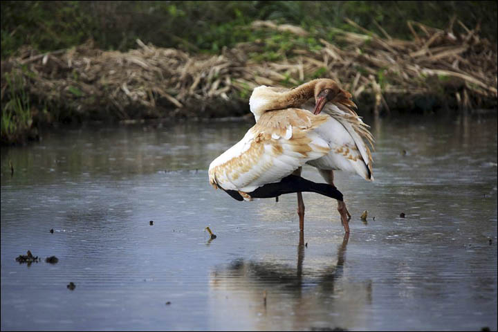 Siberian crane in Taiwan