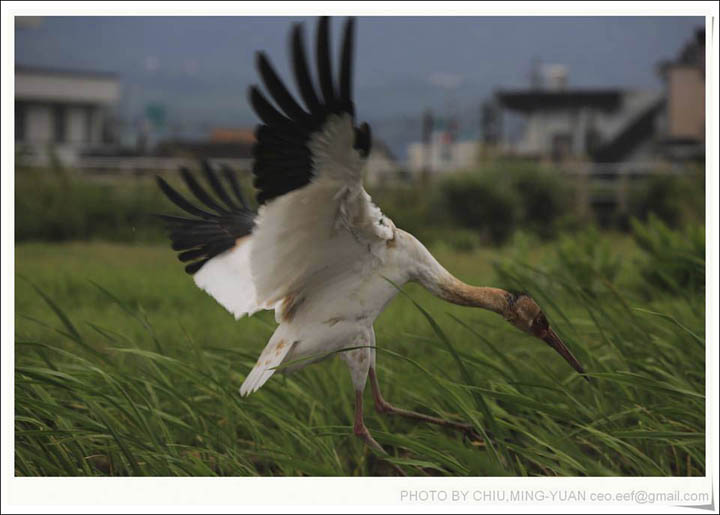 Siberian crane in Taiwan