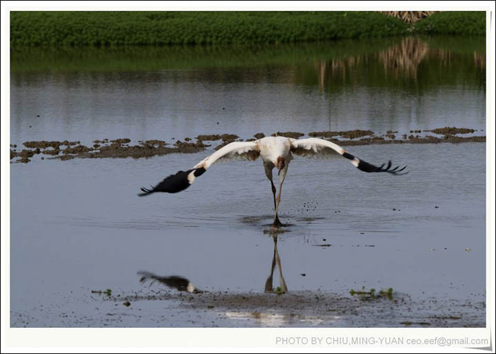 Siberian crane in Taiwan