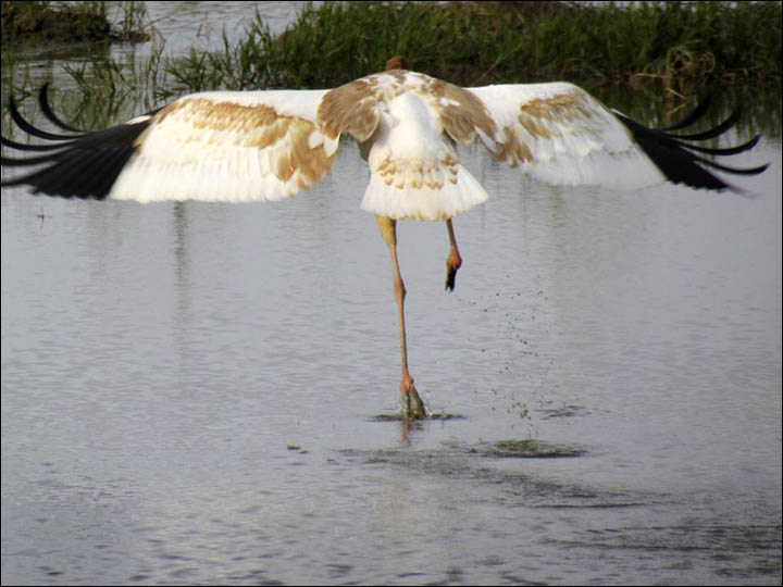 Siberian crane in Taiwan