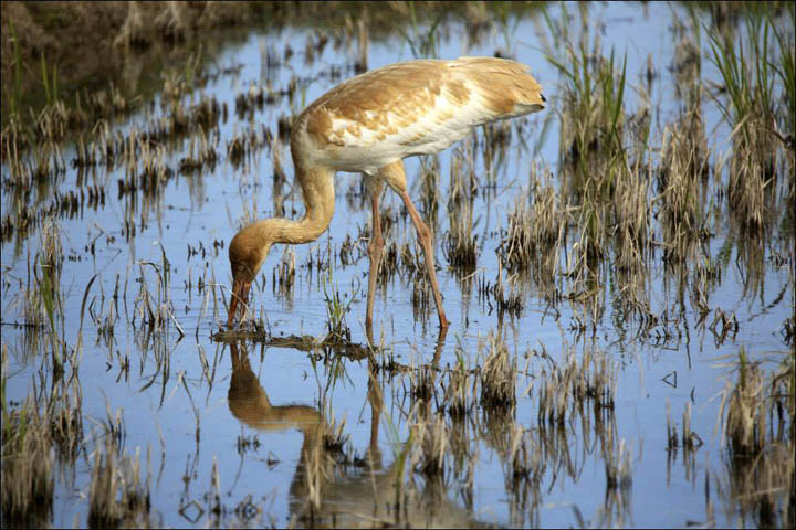 Siberian crane in Taiwan