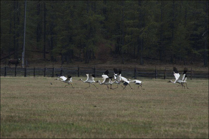 Siberian cranes in Yakutia