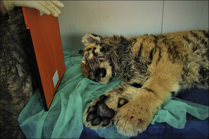Injured cub