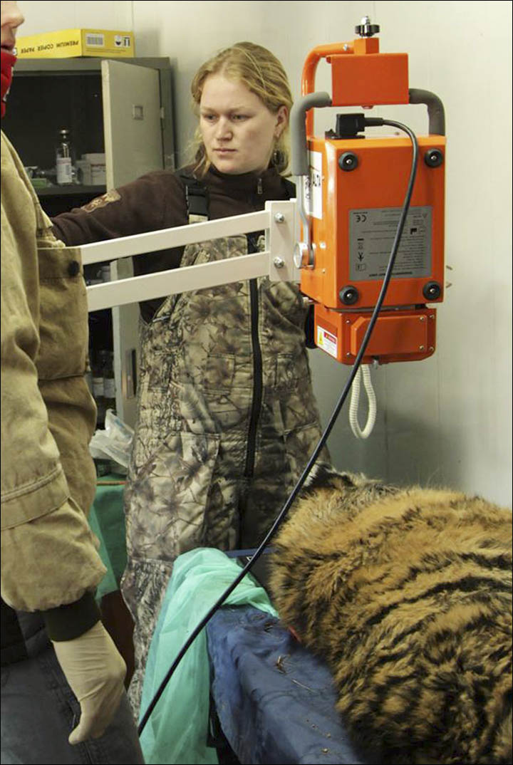 Injured cub