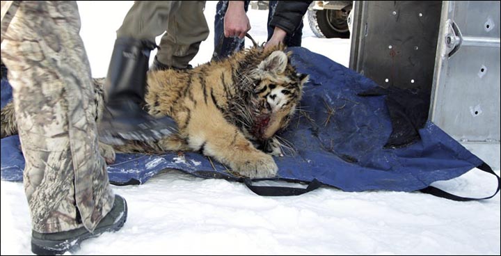 Injured cub