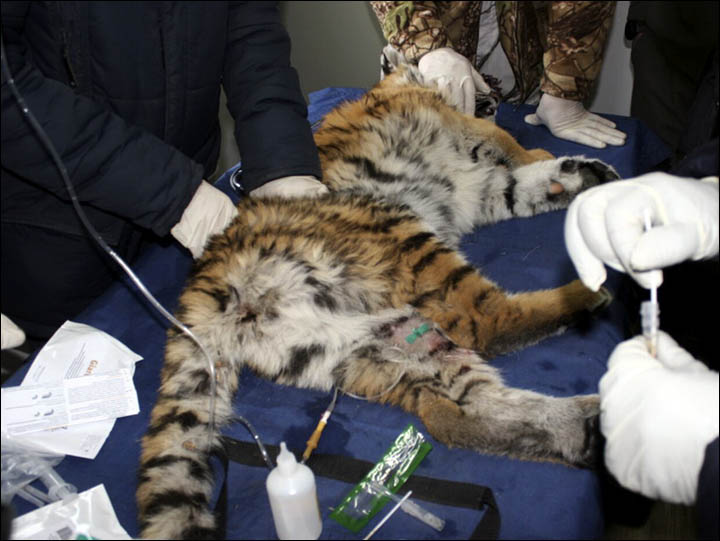 Tiger cub rescued