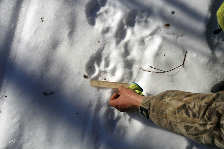 Tracing the tiger