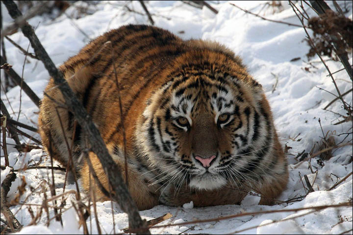 Tiger census