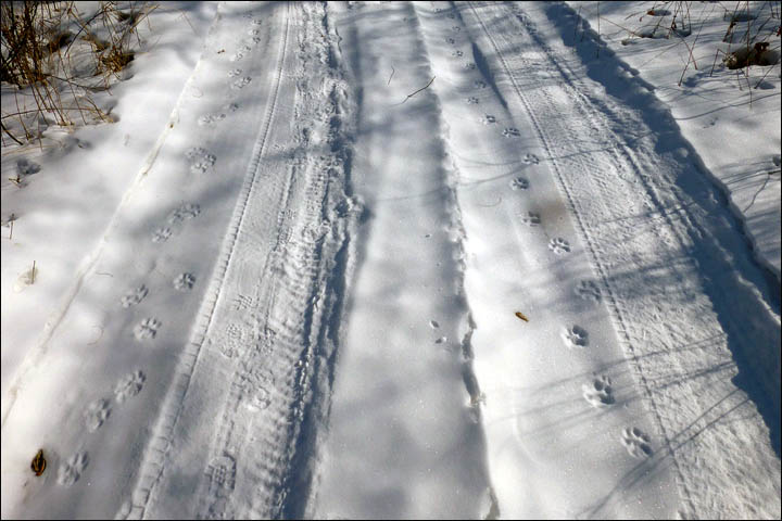 Tiger census