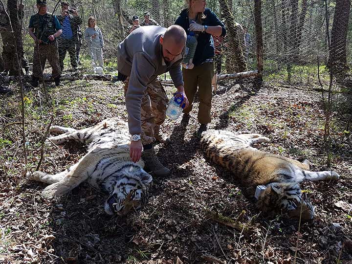 Tigers in the temporary enclosure