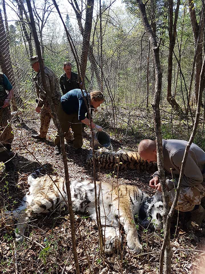 Tigers in the temporary enclosure