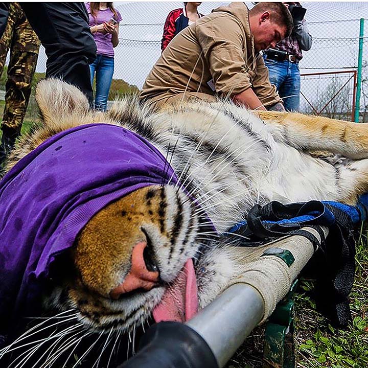 Tigers immobilesed before the travel