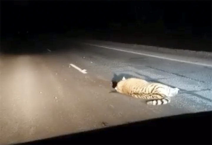 Tiger on the road