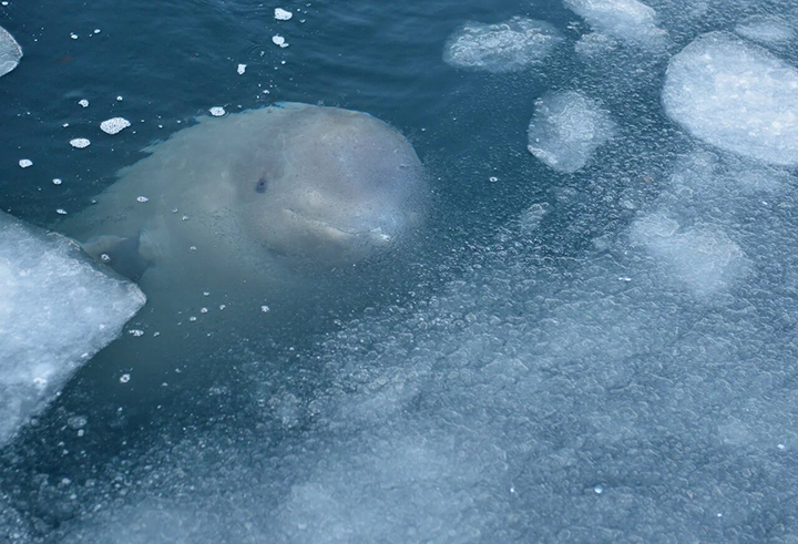 Whale jail in Nakhodka