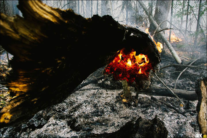 Wildfires in Irkutsk region