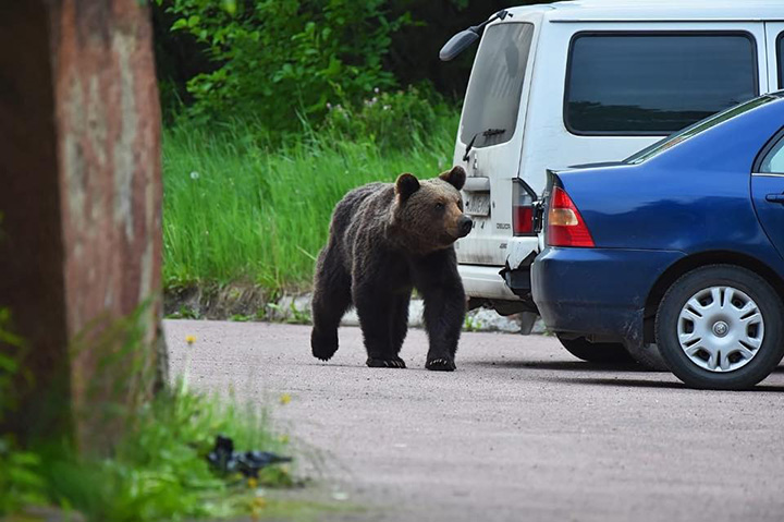 Bear in Neryungri