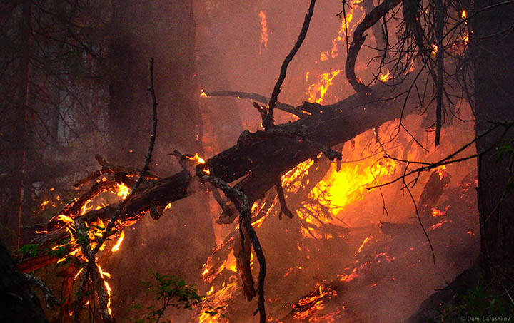 Wildfire