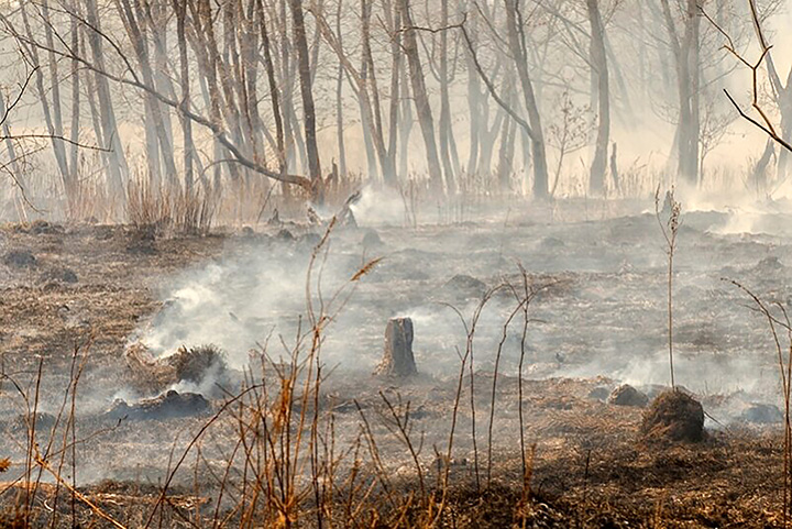 2019 to be ‘worst-ever year’ for wildfires in Siberia and ‘only rain can now extinguish flames’