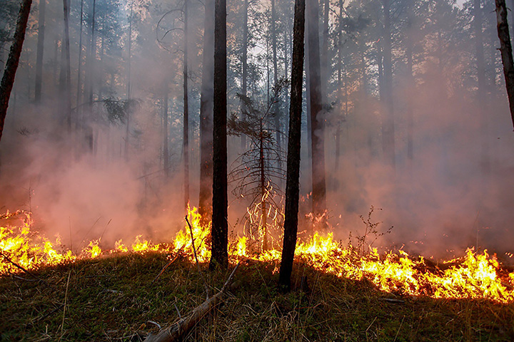 2019 to be ‘worst-ever year’ for wildfires in Siberia and ‘only rain can now extinguish flames’
