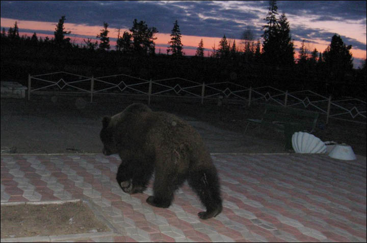 Bear tries to break through train station Siberia