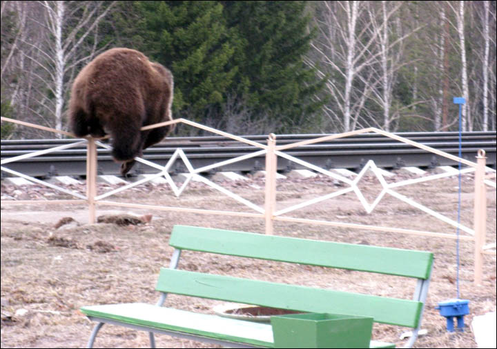 Bear tries to break through train station Siberia