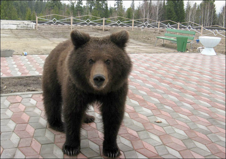 Bear tries to break through the train station