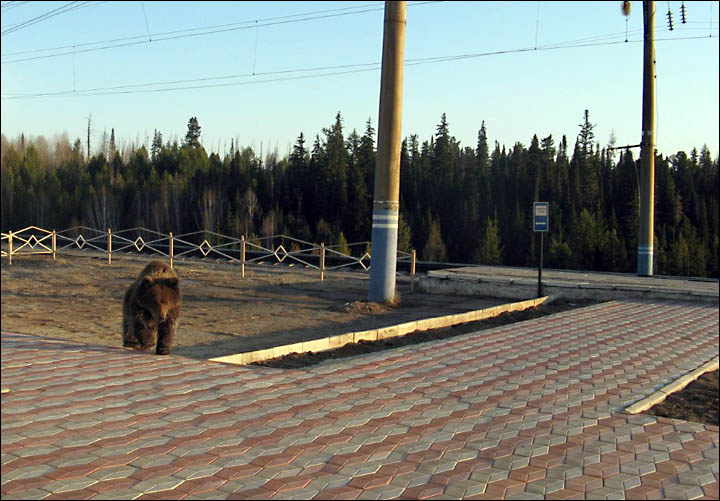 Bear tries to break through train station Siberia
