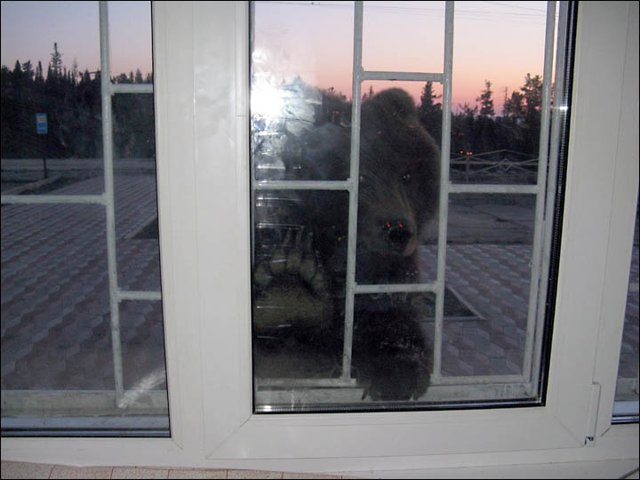 Bear tries to break through the train station