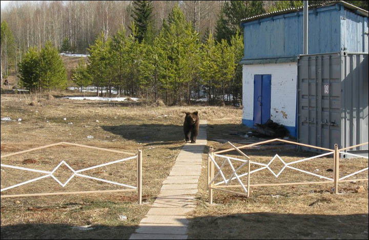 Bear tries to break through train station Siberia