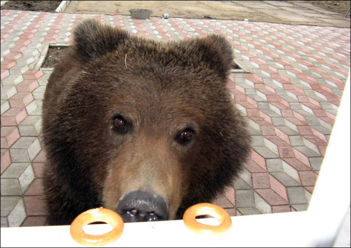 Bear tries to break through the train station