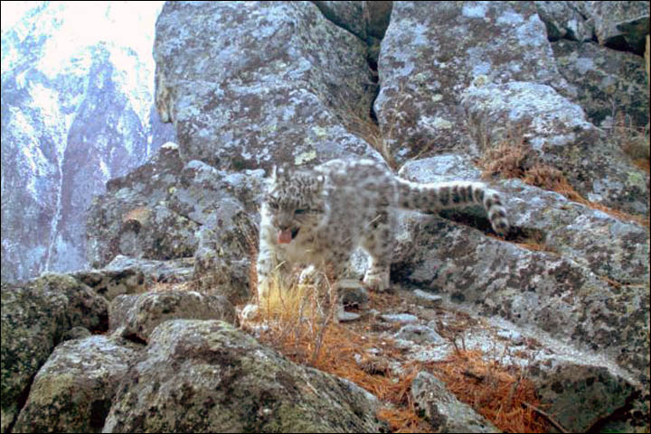 Spotted - two snow leopard cubs in the Altai Mountains captured on camera 