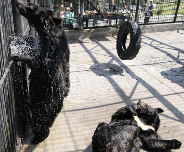 Royev Ruchei Zoo Krasnoyarsk