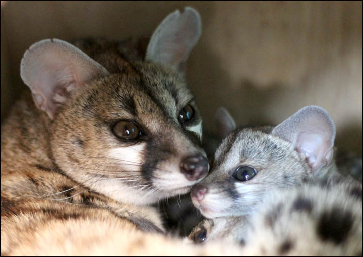 Royev Ruchei Zoo Krasnoyarsk