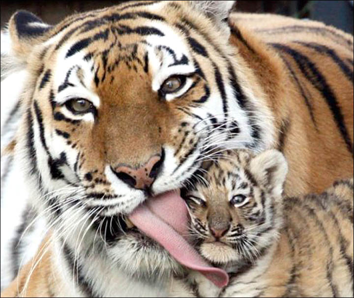 Royev Ruchei Zoo Krasnoyarsk