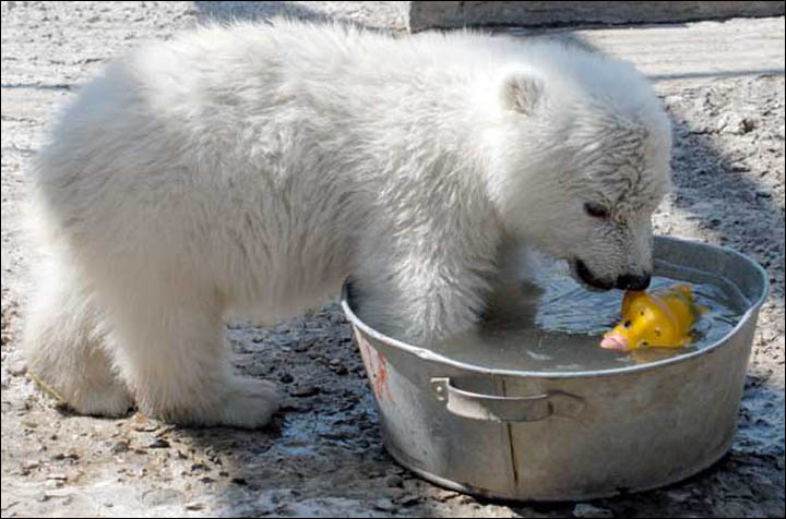 Royev Ruchei Zoo Krasnoyarsk