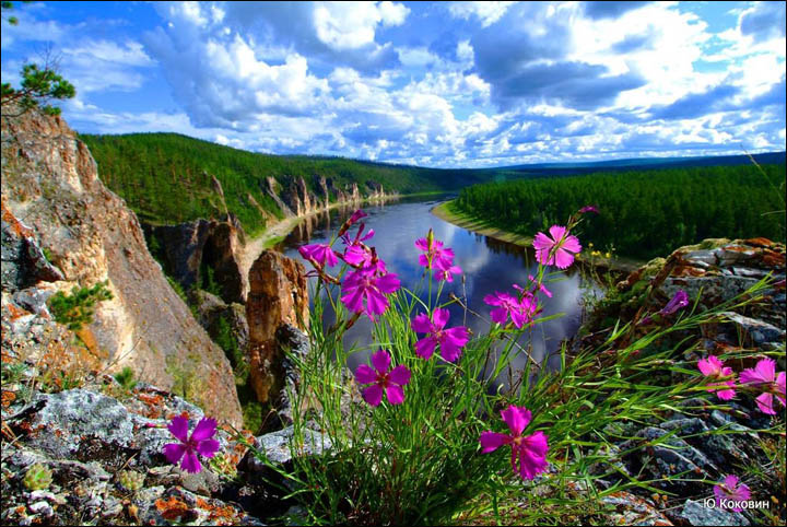 Ivory trade in Siberia