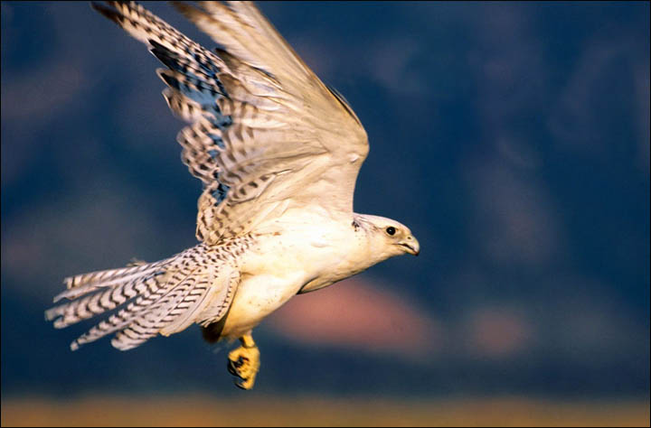 gyrfalcons