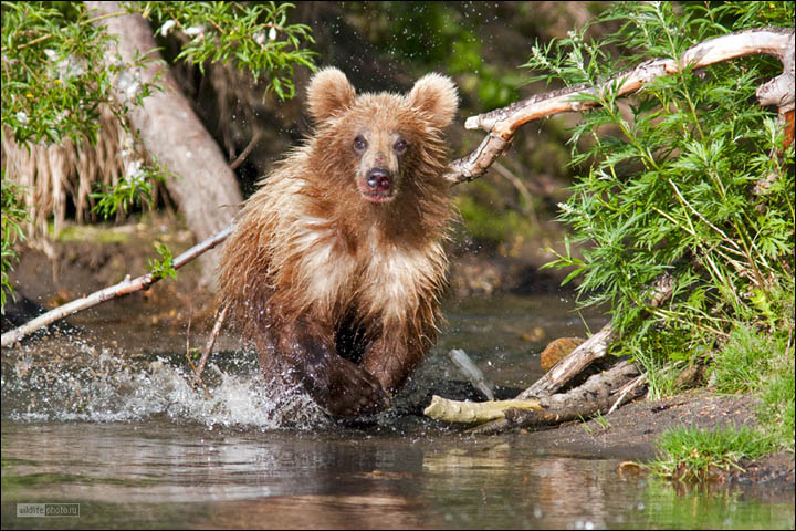 Kamchatka brown bears