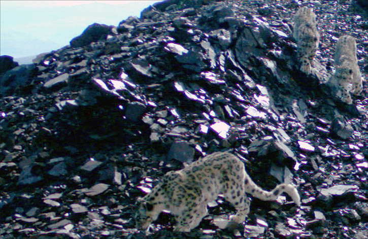 WWF pictures of snow leopard, Altai Mountains, Siberia
