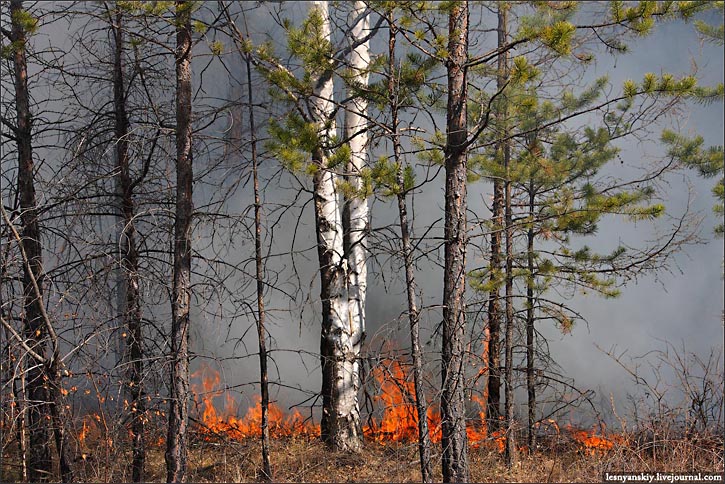 wildfires, Siberia, summer 2012