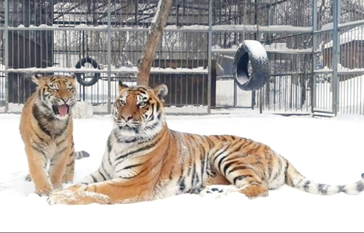 Siberian zoo shares a video of a young tiger using an unusual high-pitched call  