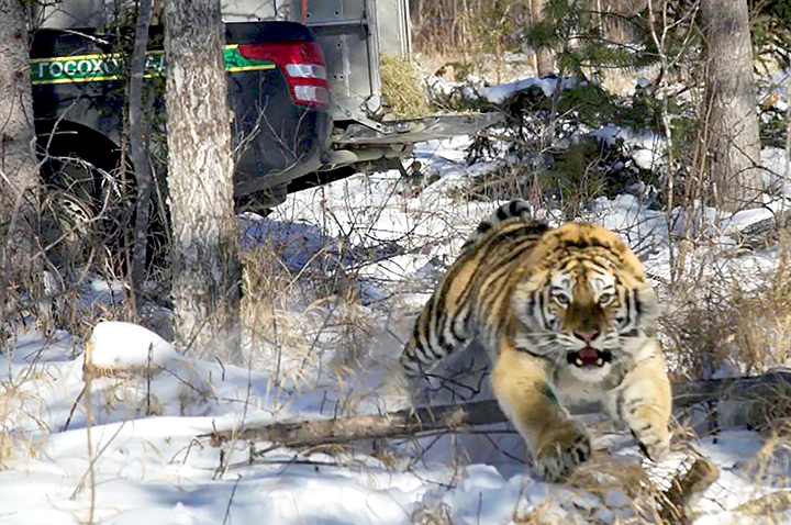 Poachers detained with head, skin and bones of an Amur tiger, the world
