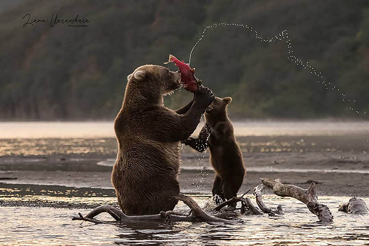 Brown bear cubs fall victim to adult males in Eurasia's largest protected population of the species