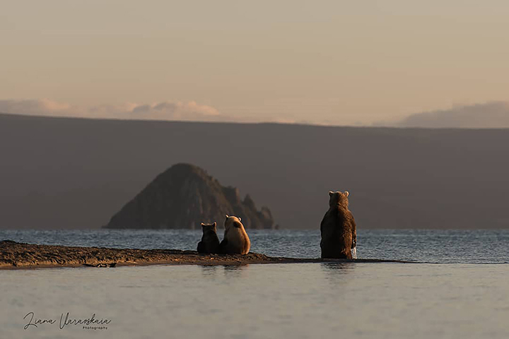 Brown bear cubs fall victim to adult males in Eurasia's largest protected population of the species