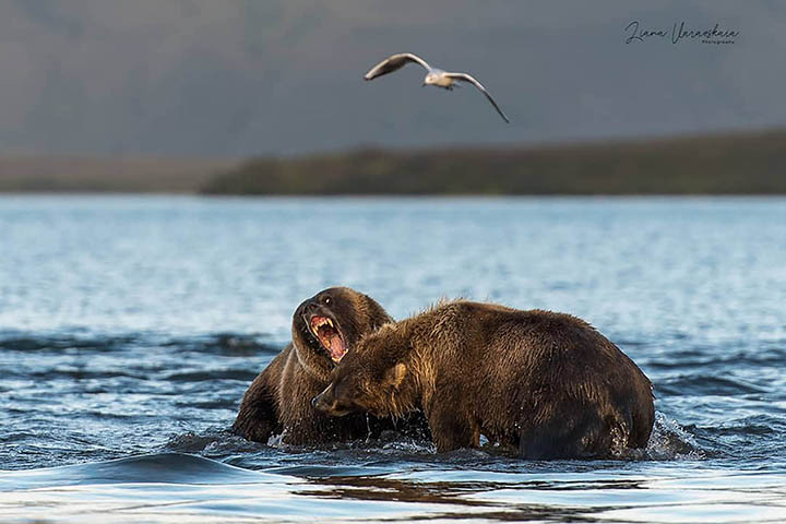 Brown bear cubs fall victim to adult males in Eurasia's largest protected population of the species